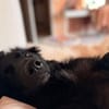 Robbie sucht  sein eigenes Körbchen