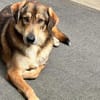 Wunderschöner Sonas sucht Zuhause