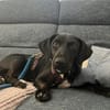 Rosi, kleine Jagdhund Mix Hündin