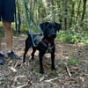Rosi, kleine Jagdhund Mix Hündin