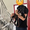 Rosi, kleine Jagdhund Mix Hündin