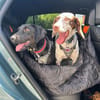 Rosi, kleine Jagdhund Mix Hündin