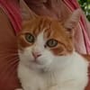 super anhänglicher Kater