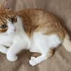super anhänglicher Kater