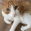 super anhänglicher Kater