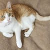 super anhänglicher Kater