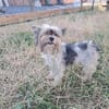 Betti, süße Yorkie Biewer Hündin
