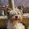 Betti, süße Yorkie Biewer Hündin