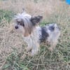 Betti, süße Yorkie Biewer Hündin