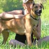 Maddox sucht erfahrende Hundemenschen
