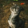 Fatima, soziale Hundedame, ca. 6 Jahre