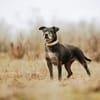 Fatima, soziale Hundedame, ca. 6 Jahre
