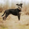 Fatima, soziale Hundedame, ca. 6 Jahre