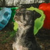 Fatima, soziale Hundedame, ca. 6 Jahre