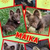junge süße Maika auf PS in 92278