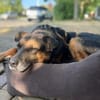 Oldie, verschmuster Hundeopi, ca. 11 J