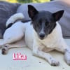 Lika, 07/24 - pfiffiges Mädel sucht...