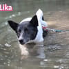 Lika, 07/24 - pfiffiges Mädel sucht...