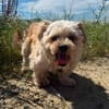 Dodo sucht ein tolles Zuhause