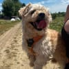 Dodo sucht ein tolles Zuhause
