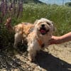 Dodo sucht ein tolles Zuhause