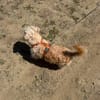 Dodo sucht ein tolles Zuhause