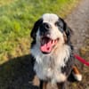 MUFFIN - ich suche meine Chance