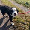 MUFFIN - ich suche meine Chance