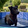 Milla sucht ruhiges Zuhause ....