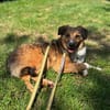 Leo - der soziale Altagsbegleiter