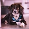 Barney - der Unsichere sucht Geduldige