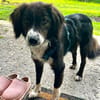 Barney - der Unsichere sucht Geduldige