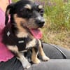 Mily sucht ein gutes Zuhause