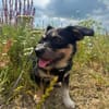 Mily sucht ein gutes Zuhause