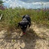 Mily sucht ein gutes Zuhause