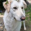 SOFIA (Weibchen, 14.12.2023, Italien)