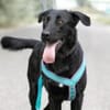 Merlin, großer Traumkerl, ca 7 Jahre