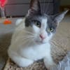 Dorian, fröhlicher Schmusekater, ca. 1 Jahr