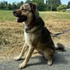 Sully wartet im Tierheim Sulzbach