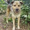 Sully wartet im Tierheim Sulzbach