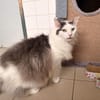 IZUBA