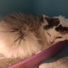 IZUBA