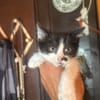 Michelino