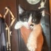 Michelino