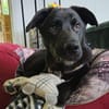 Moritz - verspielter Junghund sucht sein Zuhause