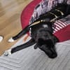 Moritz - verspielter Junghund sucht sein Zuhause