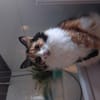Tricolor Lady Lola sucht Einzelpalast