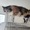 Tricolor Lady Lola sucht Einzelpalast