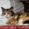 Tricolor Lady Lola sucht Einzelpalast