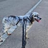 Roula sucht ein Zuhause